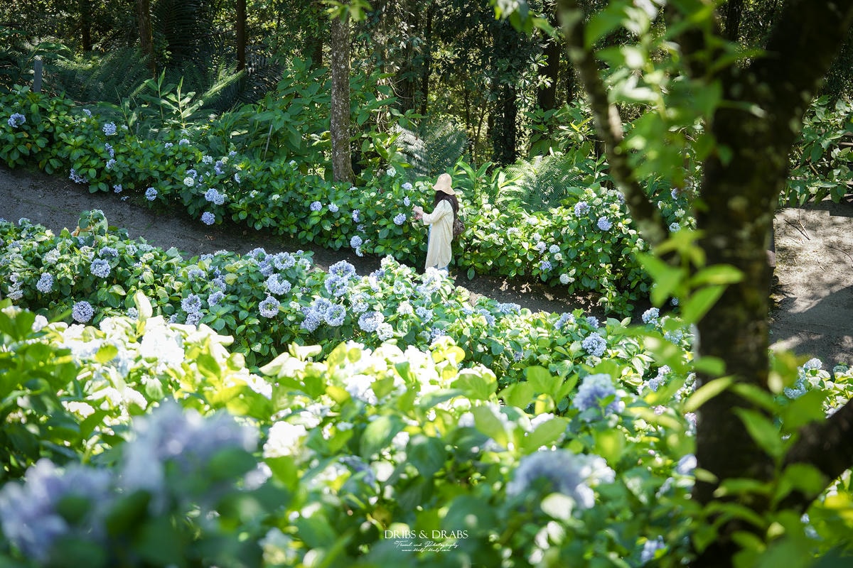 苗栗南庄杉林松境休閒農場繡球花 苗栗南庄杉林松境休閒農場繡球花