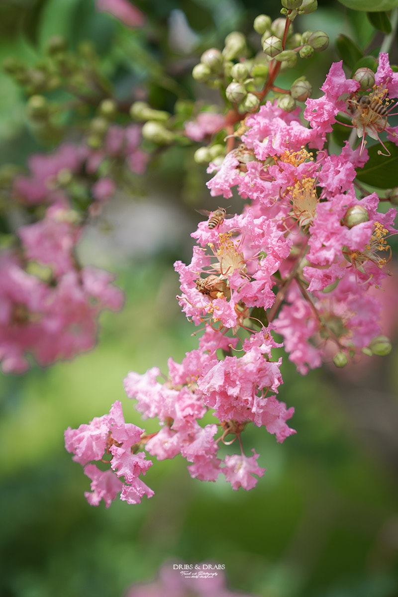 彰化成美文化園仲夏百日紅紫薇花季