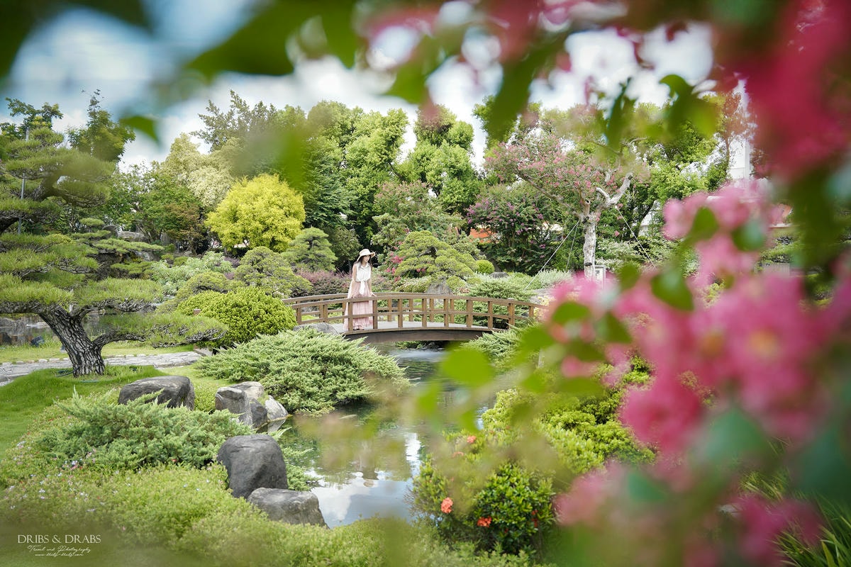 彰化成美文化園仲夏百日紅紫薇花季