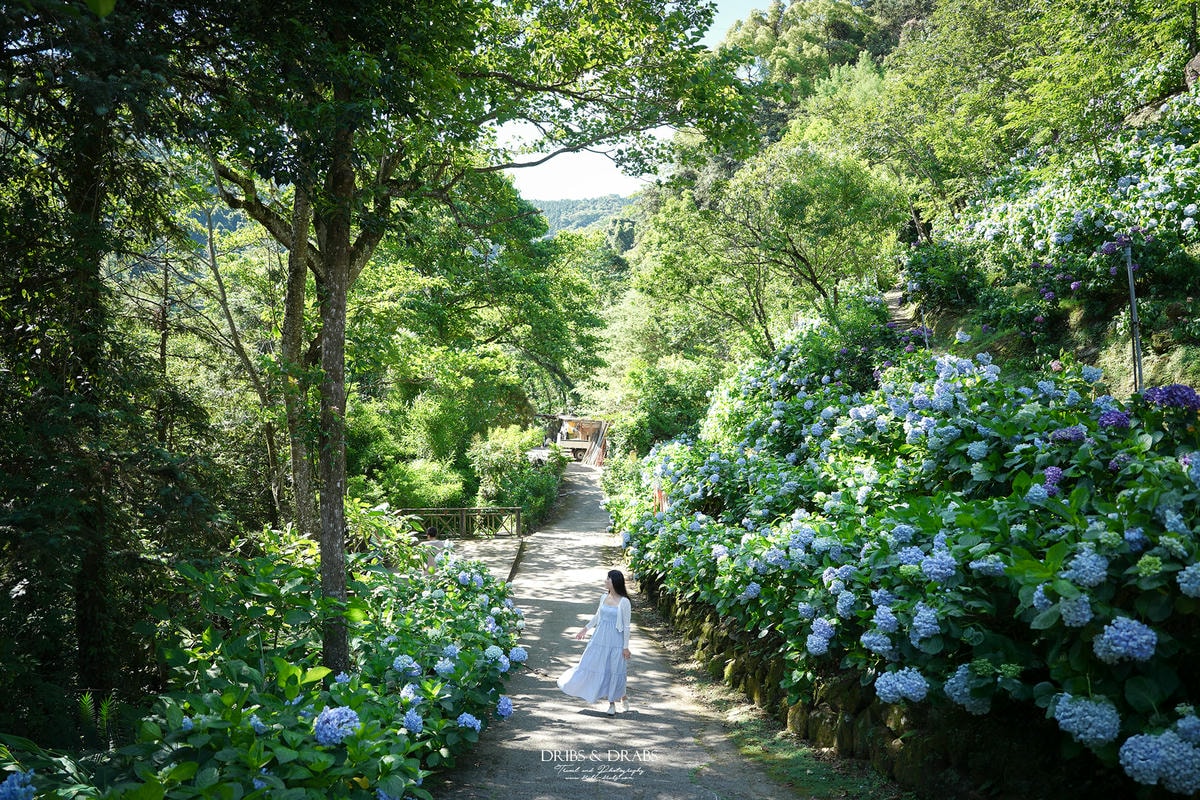 苗栗南庄杉林松境休閒農場繡球花 苗栗南庄杉林松境休閒農場繡球花