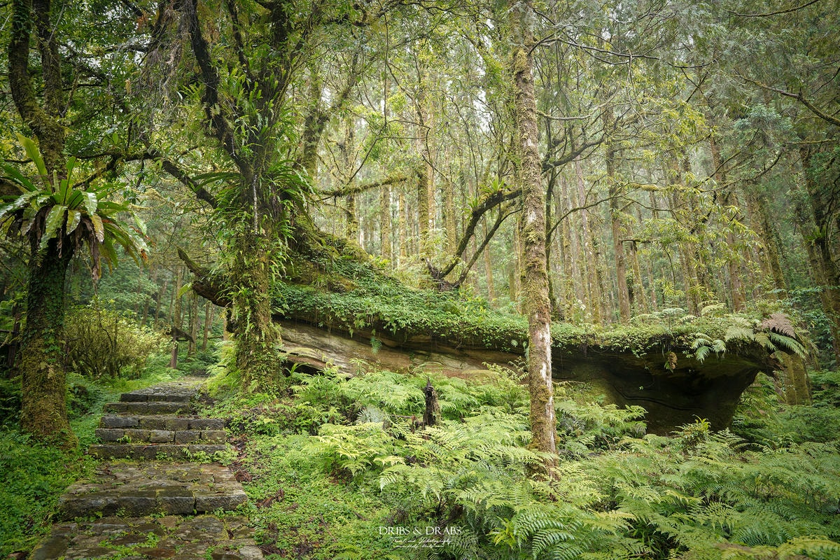 宜蘭明池/明池山莊｜最後的時光身在雲霧飄渺的森林仙境, 北橫之珠山上避暑勝地