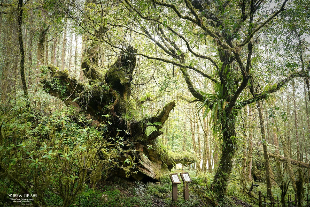 宜蘭明池/明池山莊｜最後的時光身在雲霧飄渺的森林仙境, 北橫之珠山上避暑勝地