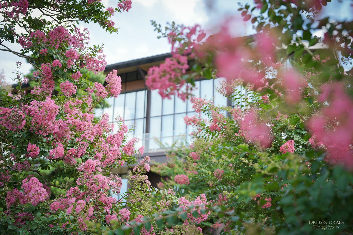 彰化成美文化園仲夏百日紅紫薇花季