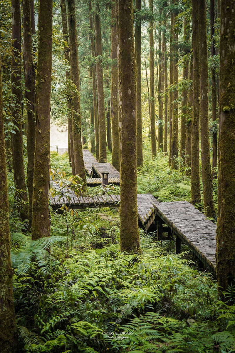 宜蘭明池/明池山莊｜最後的時光身在雲霧飄渺的森林仙境, 北橫之珠山上避暑勝地