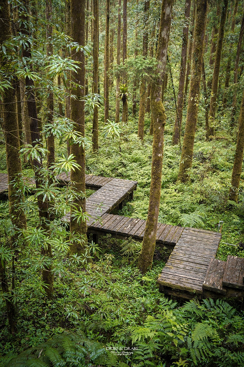 宜蘭明池/明池山莊｜最後的時光身在雲霧飄渺的森林仙境, 北橫之珠山上避暑勝地