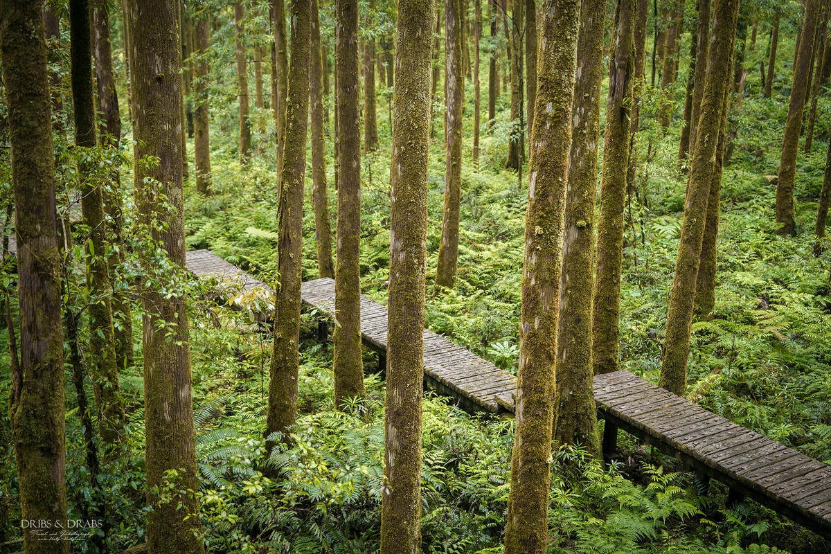宜蘭明池/明池山莊｜最後的時光身在雲霧飄渺的森林仙境, 北橫之珠山上避暑勝地