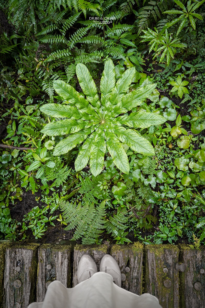 宜蘭明池/明池山莊｜最後的時光身在雲霧飄渺的森林仙境, 北橫之珠山上避暑勝地