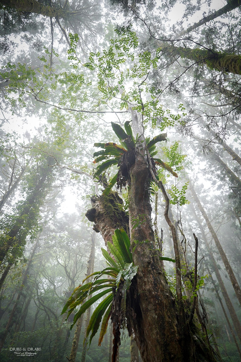 宜蘭明池/明池山莊｜最後的時光身在雲霧飄渺的森林仙境, 北橫之珠山上避暑勝地