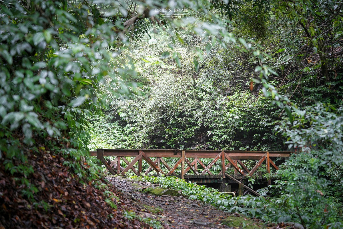 宜蘭棲蘭山莊|最後的時光之力麗馬告生態園區, 住進雲霧森林仙境一探棲蘭神木園之美 - 第33張圖 宜蘭棲蘭山莊|最後的時光之力麗馬告生態園區, 住進雲霧森林仙境一探棲蘭神木園之美