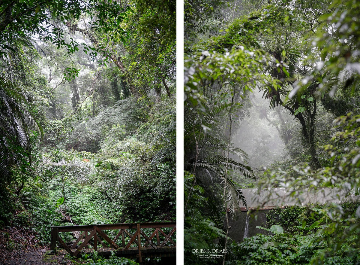 宜蘭棲蘭山莊|最後的時光之力麗馬告生態園區, 住進雲霧森林仙境一探棲蘭神木園之美 - 第34張圖 宜蘭棲蘭山莊|最後的時光之力麗馬告生態園區, 住進雲霧森林仙境一探棲蘭神木園之美