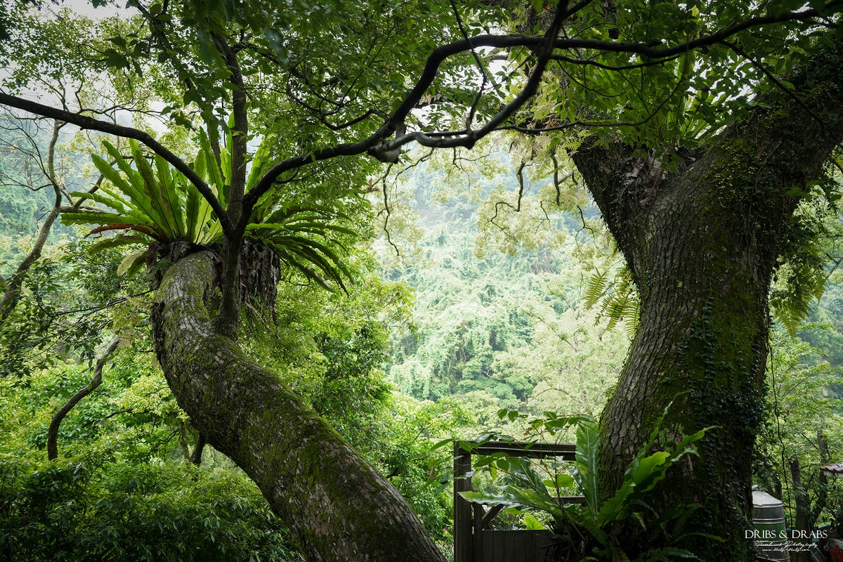宜蘭棲蘭山莊|最後的時光之力麗馬告生態園區, 住進雲霧森林仙境一探棲蘭神木園之美 - 第37張圖 宜蘭棲蘭山莊|最後的時光之力麗馬告生態園區, 住進雲霧森林仙境一探棲蘭神木園之美