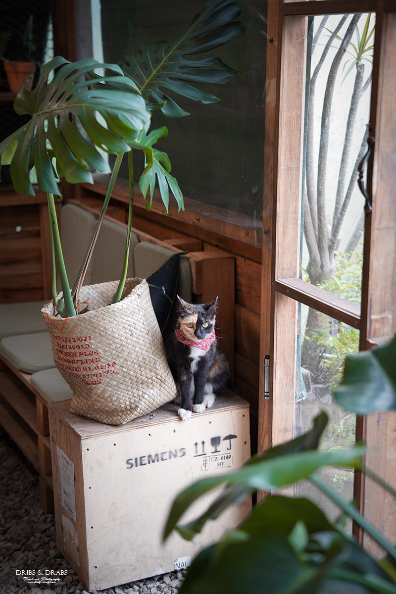 桃園龍潭茉莉花園Cafe|隱藏在稻田旁的花草秘境咖啡廳 - 第22張圖 桃園龍潭茉莉花園Cafe|隱藏在稻田旁的花草秘境咖啡廳