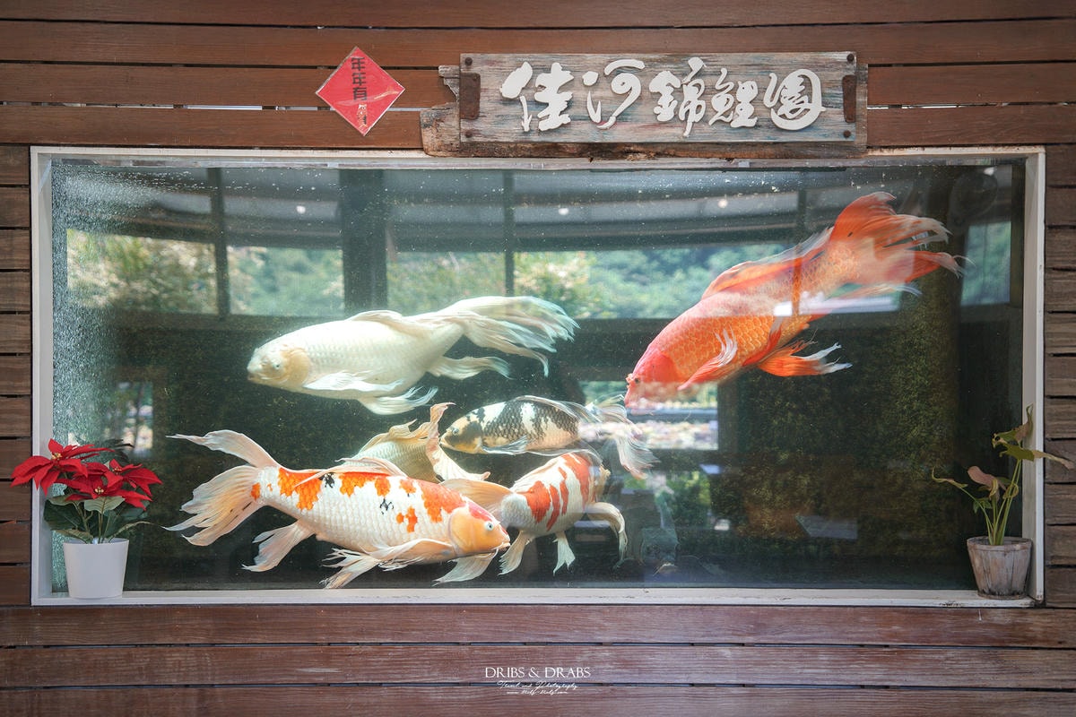 桃園龍潭繞山花多肉植物