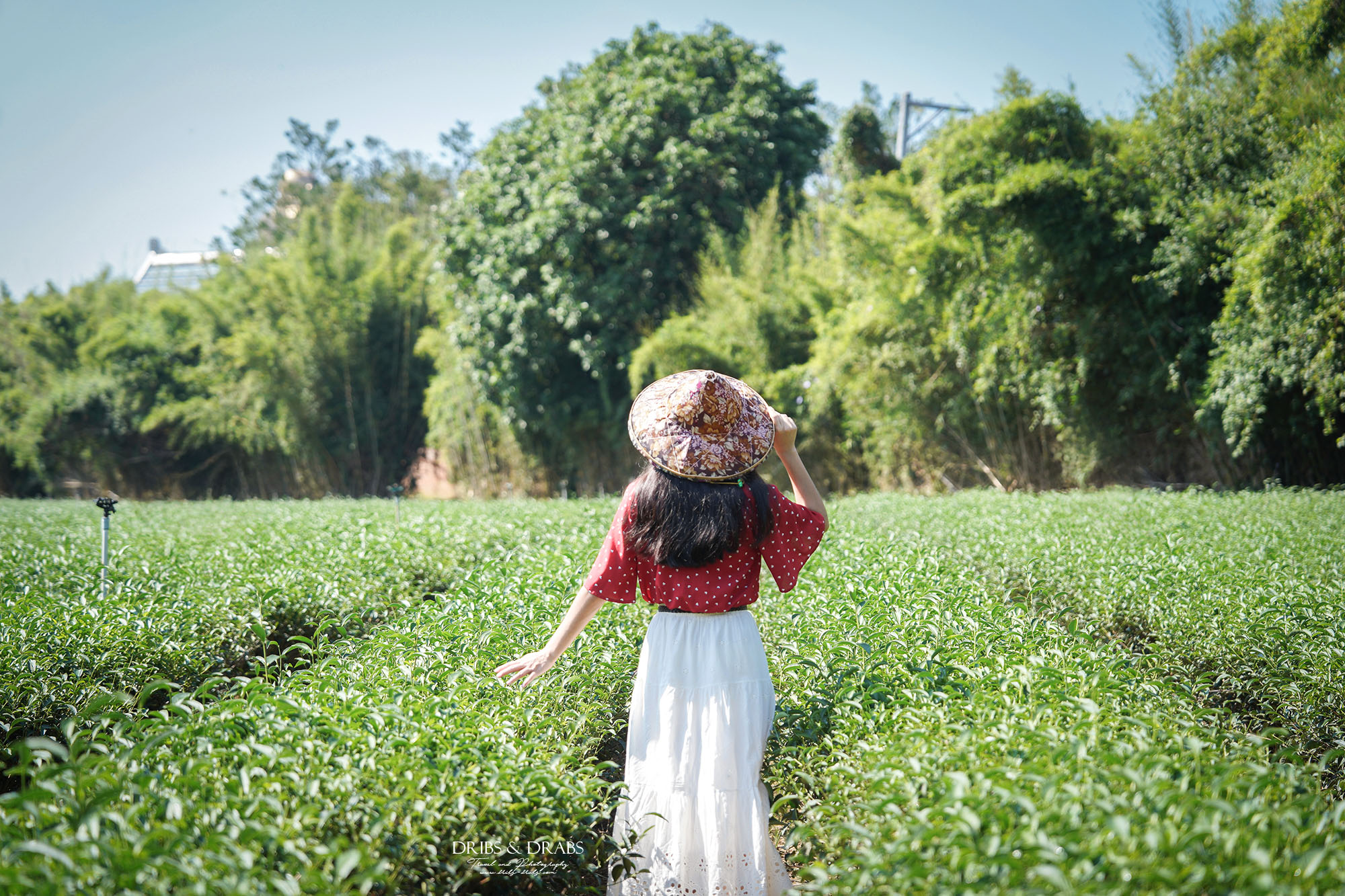 新竹峨眉茶香小旅行｜探訪東方美人茶的故鄉, 一場結合茶香、茶染工藝的深度旅行