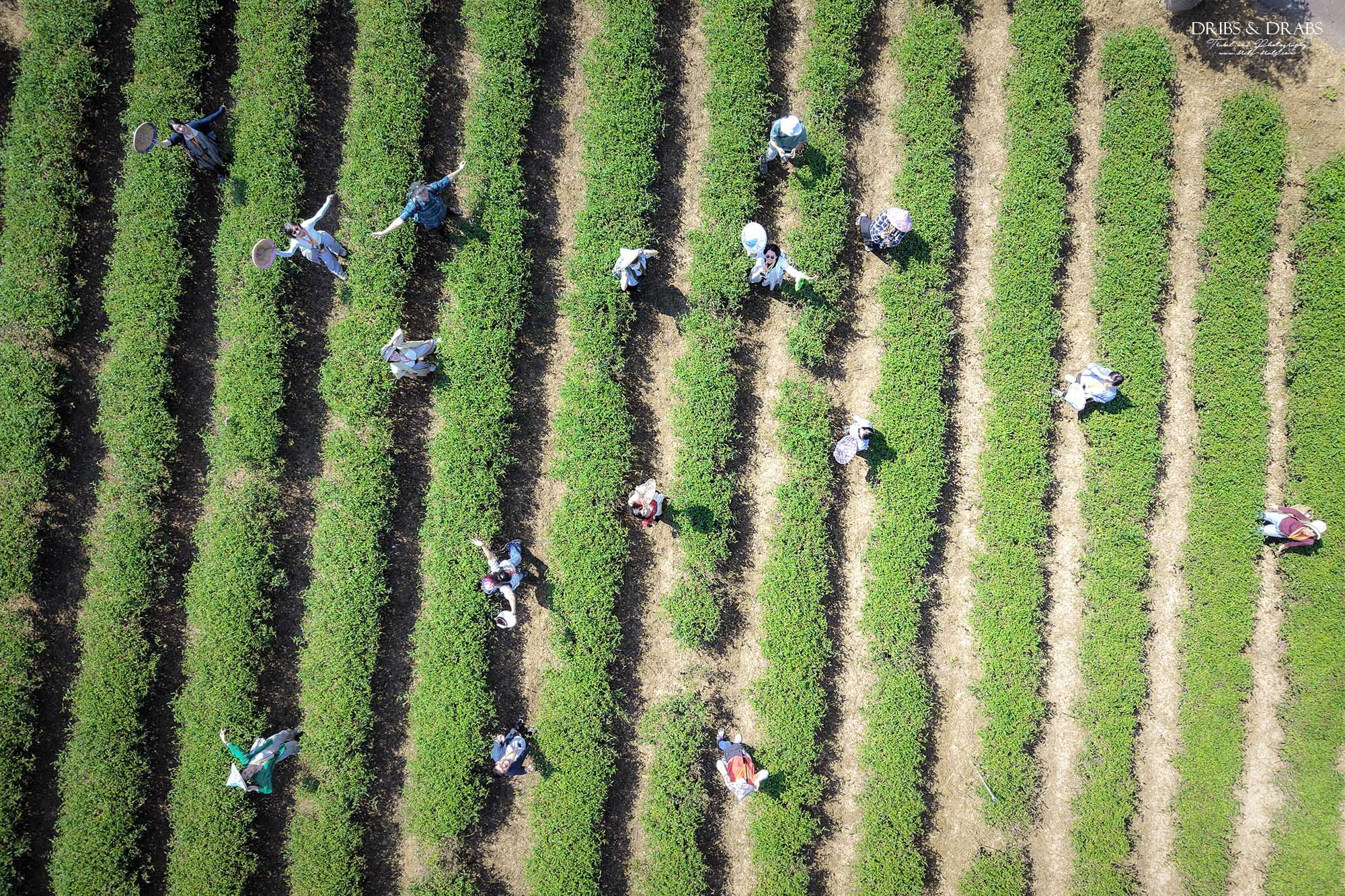 新竹峨眉茶香小旅行｜探訪東方美人茶的故鄉, 一場結合茶香、茶染工藝的深度旅行