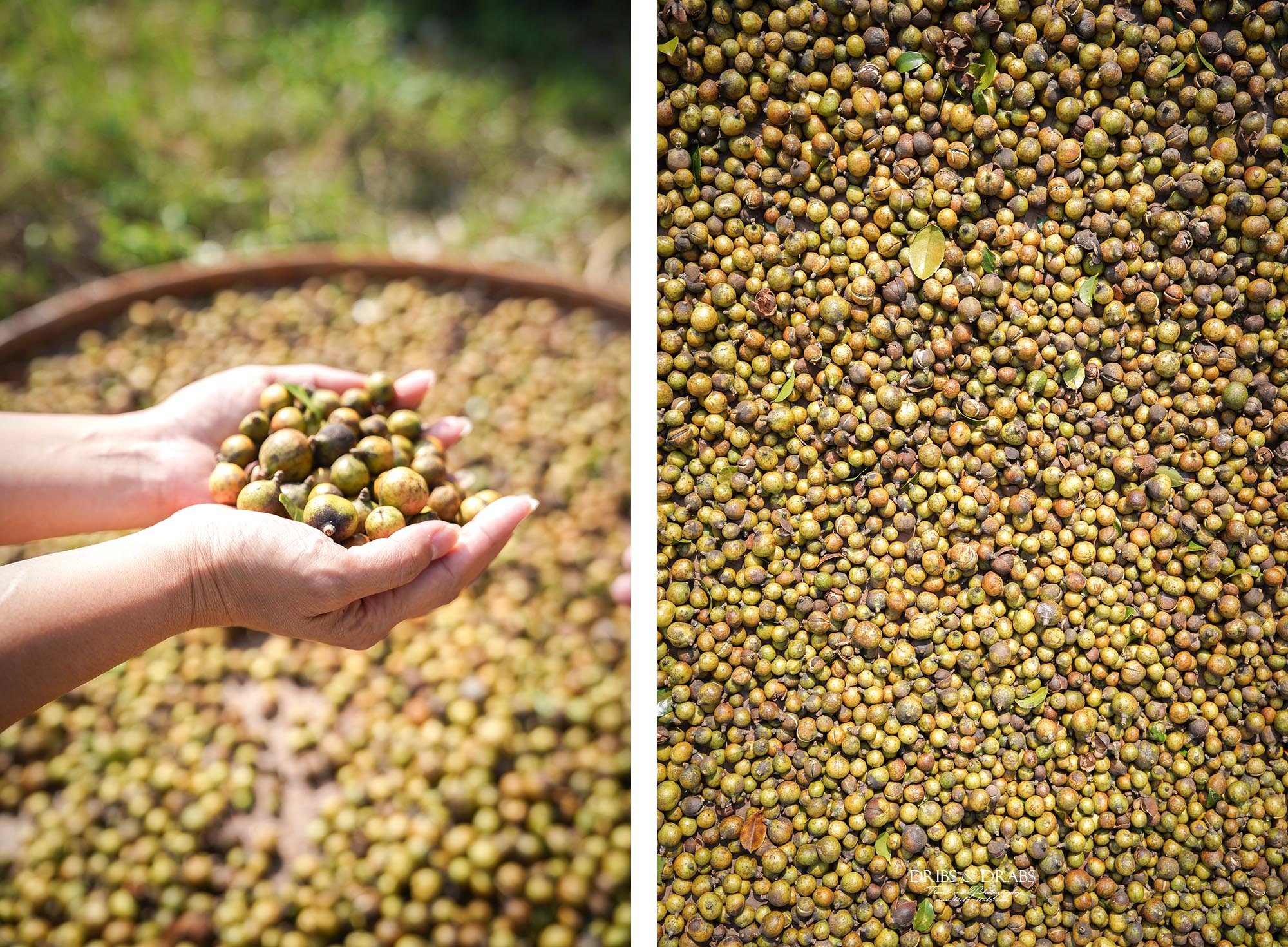 新竹峨眉茶香小旅行｜探訪東方美人茶的故鄉, 一場結合茶香、茶染工藝的深度旅行