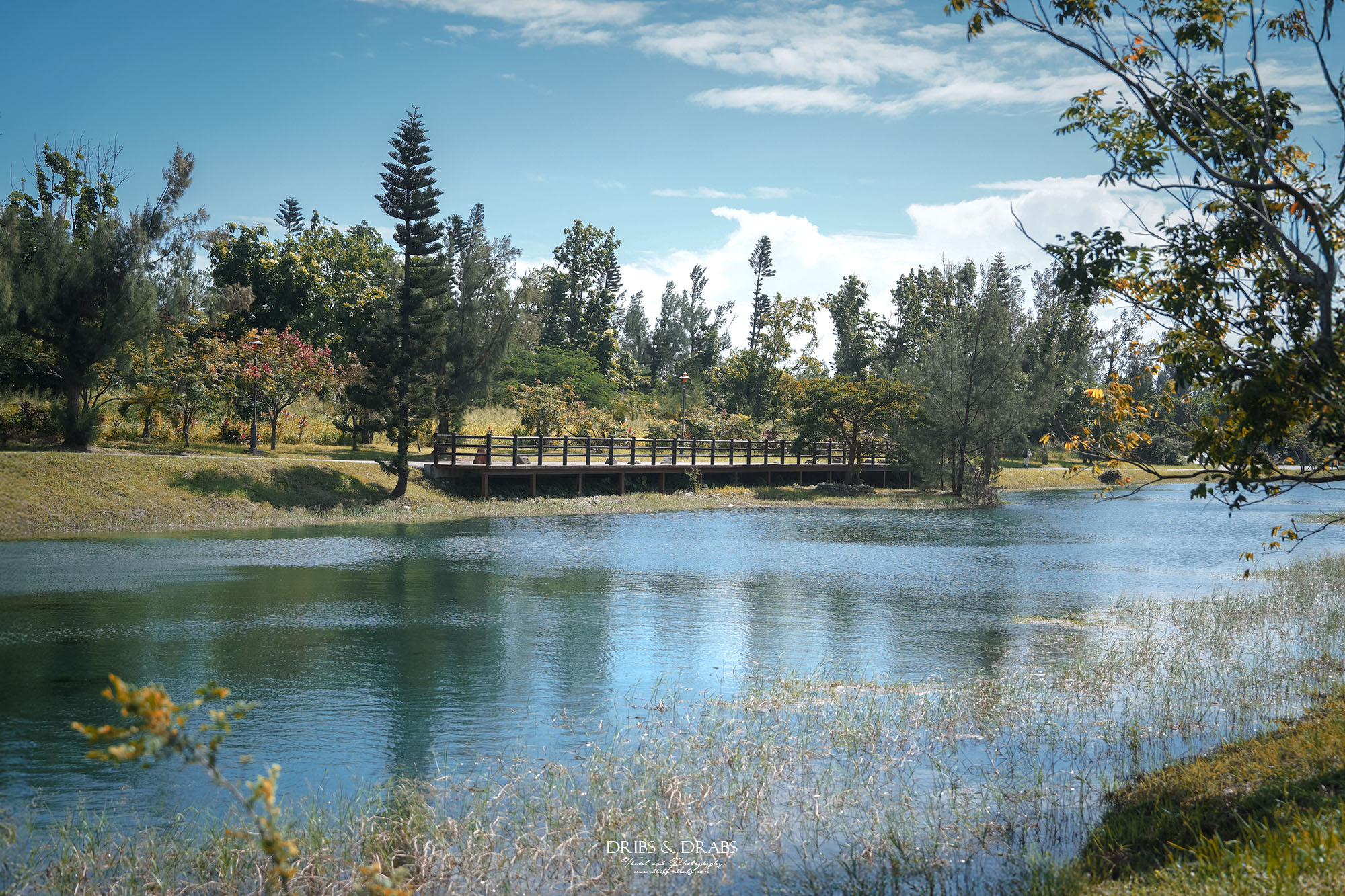 台東森林公園免費入園｜台東必訪景點, 絕美琵琶湖湧泉步道, 單車綠色隧道輕旅行