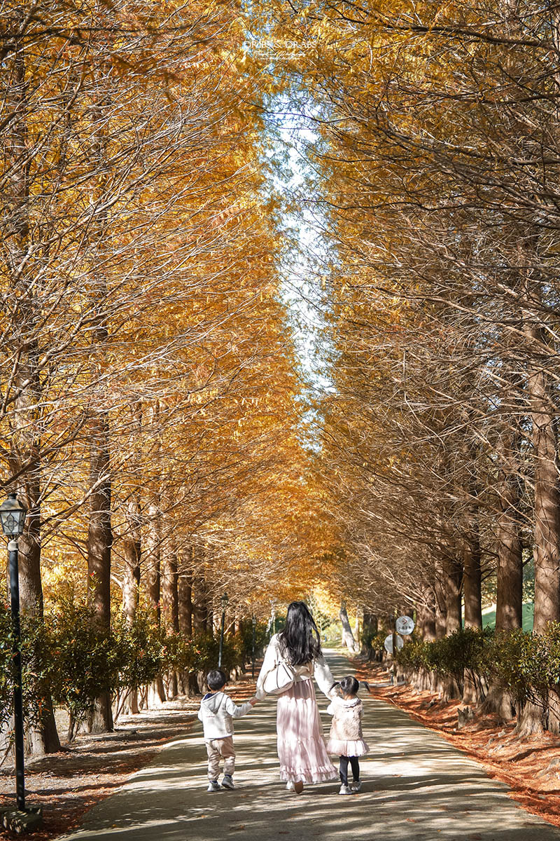 新竹芎林小森之歌｜新竹落羽松景點、親子景點推薦，唯美白色教堂打卡點