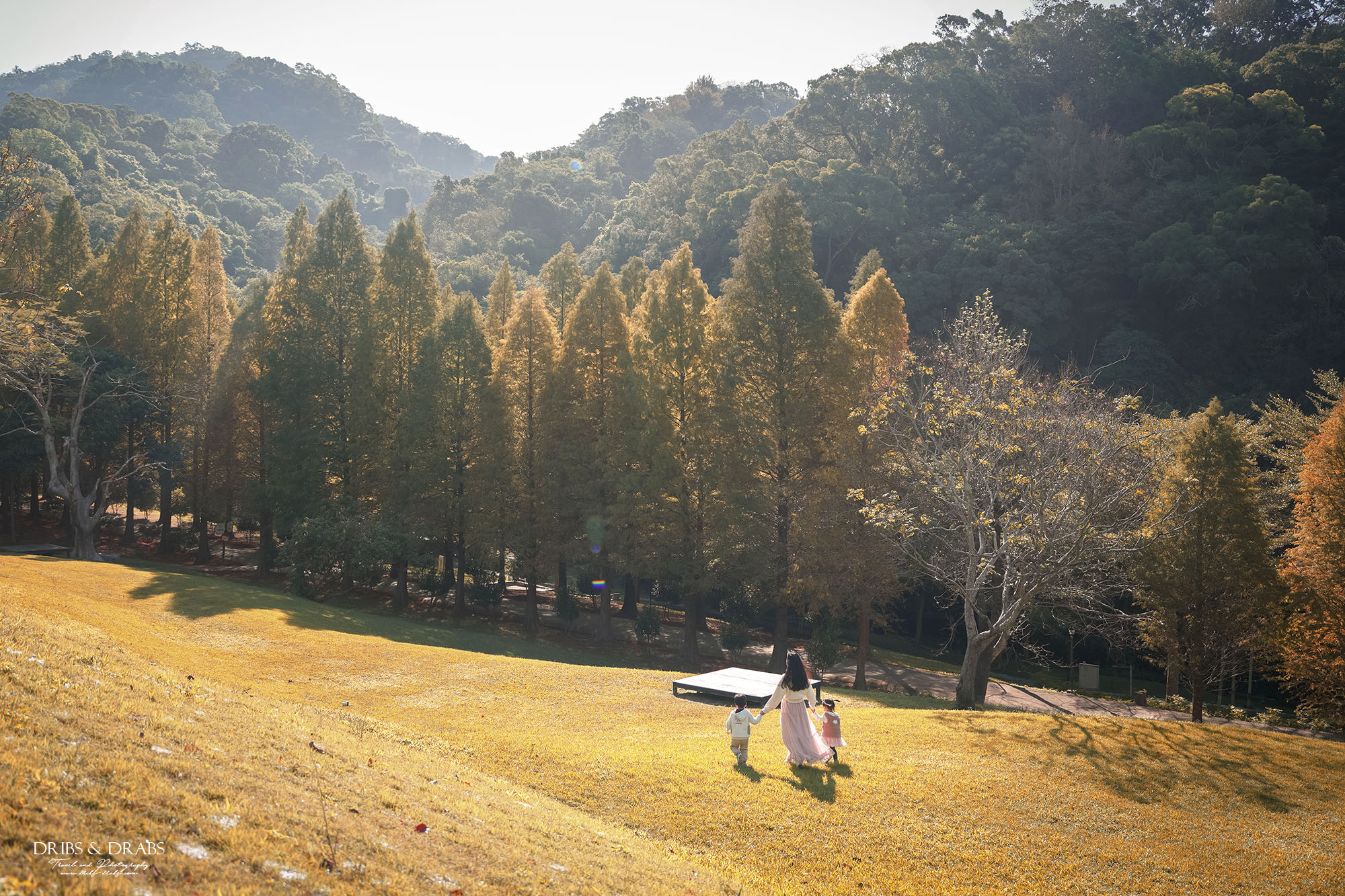 新竹芎林小森之歌｜新竹落羽松景點、親子景點推薦，唯美白色教堂打卡點
