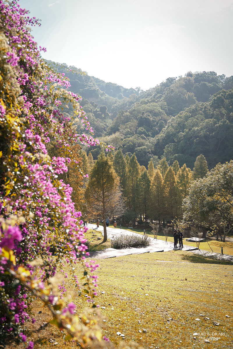 新竹芎林小森之歌｜新竹落羽松景點、親子景點推薦，唯美白色教堂打卡點