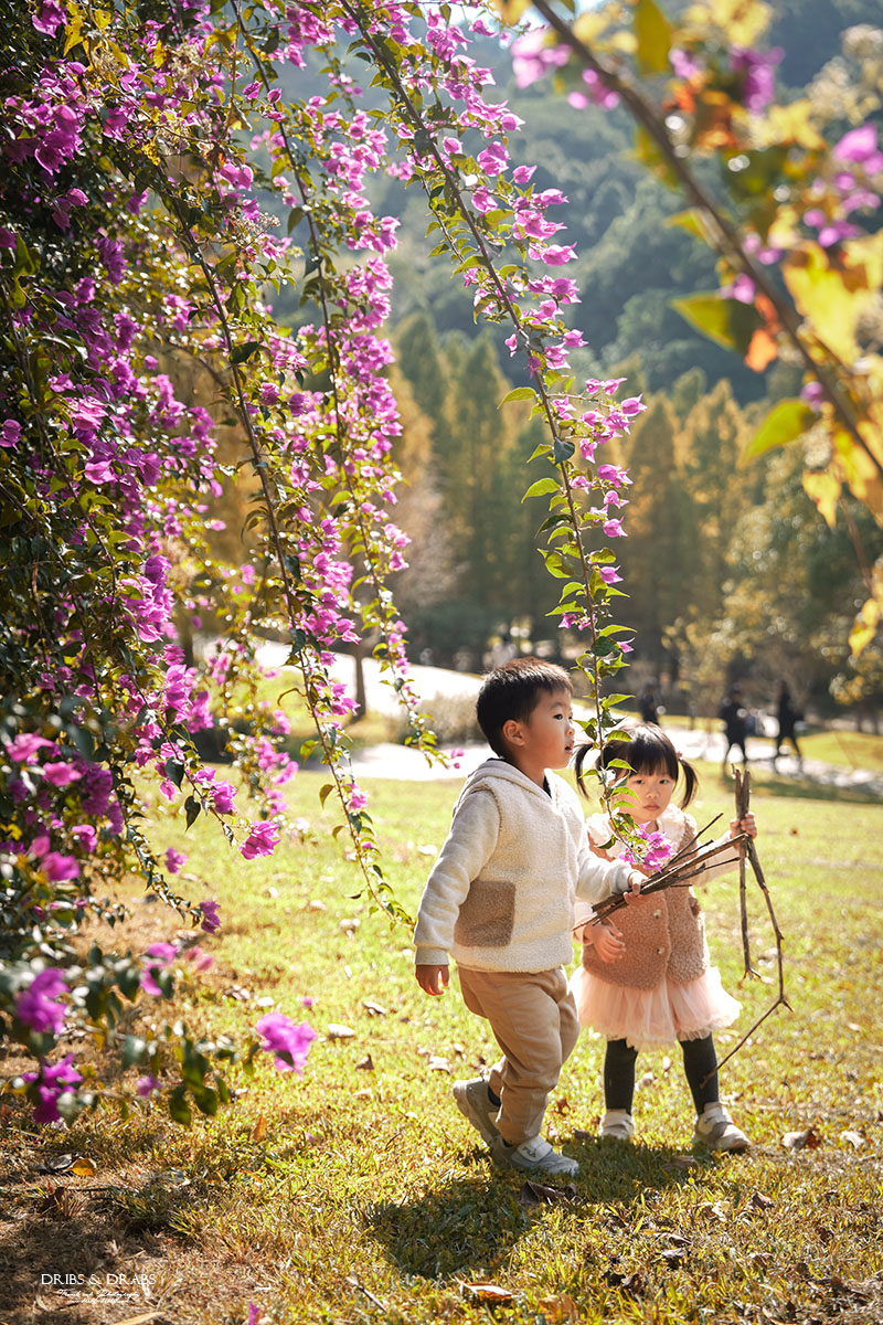 新竹芎林小森之歌｜新竹落羽松景點、親子景點推薦，唯美白色教堂打卡點