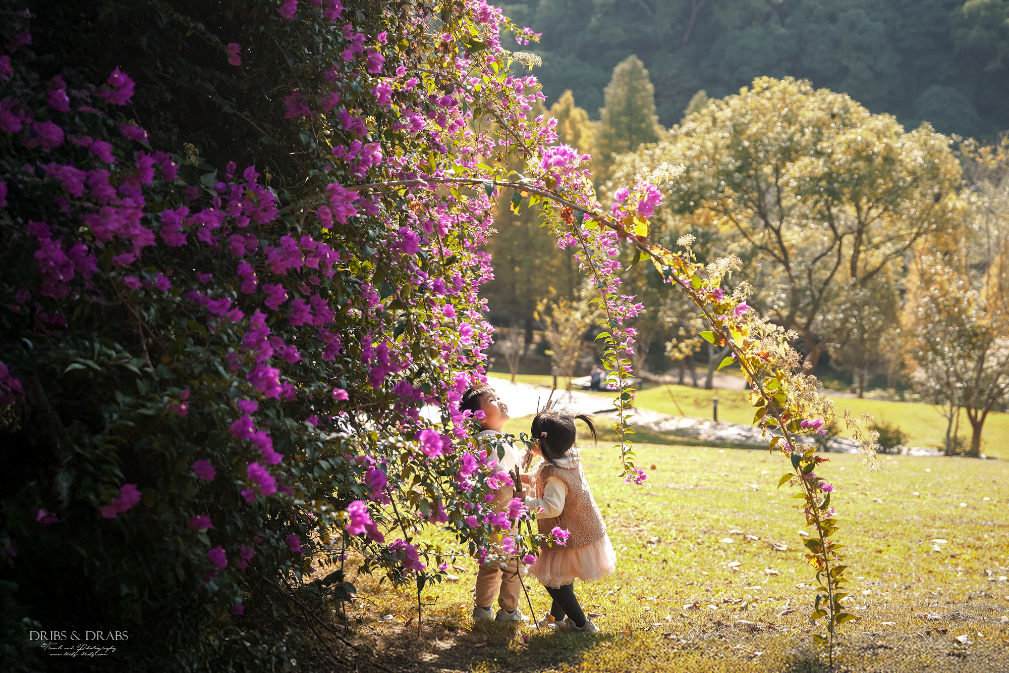 新竹芎林小森之歌｜新竹落羽松景點、親子景點推薦，唯美白色教堂打卡點