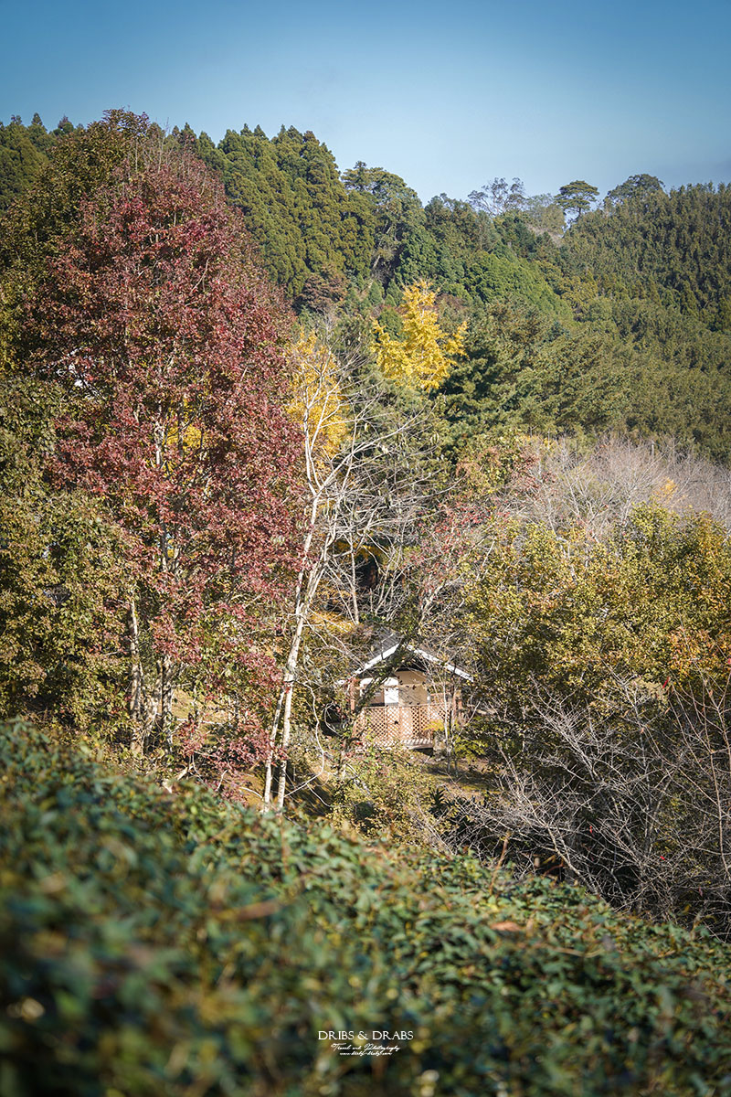 新竹山上人家森林農場銀杏季雲海季