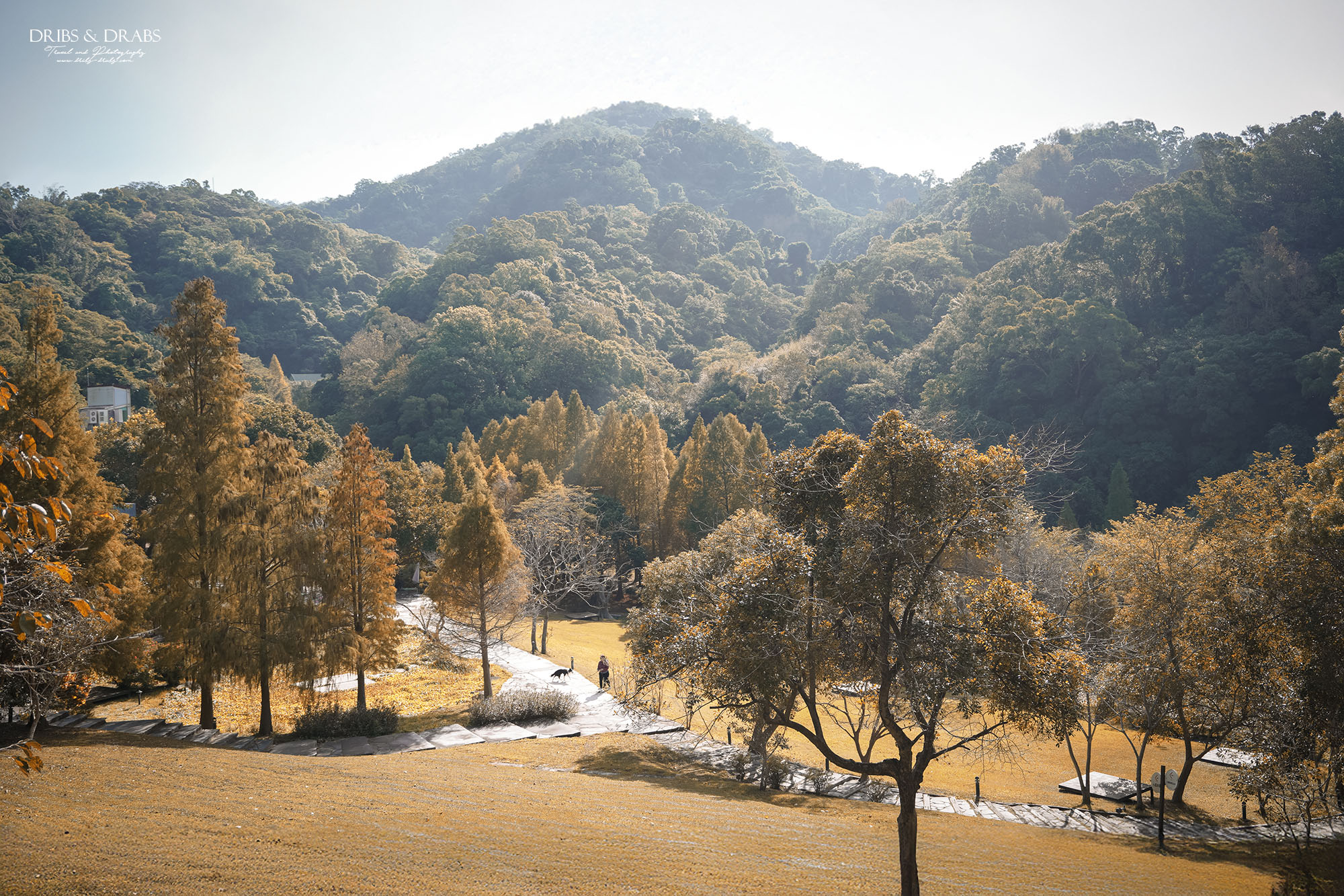 新竹芎林小森之歌｜新竹落羽松景點、親子景點推薦，唯美白色教堂打卡點