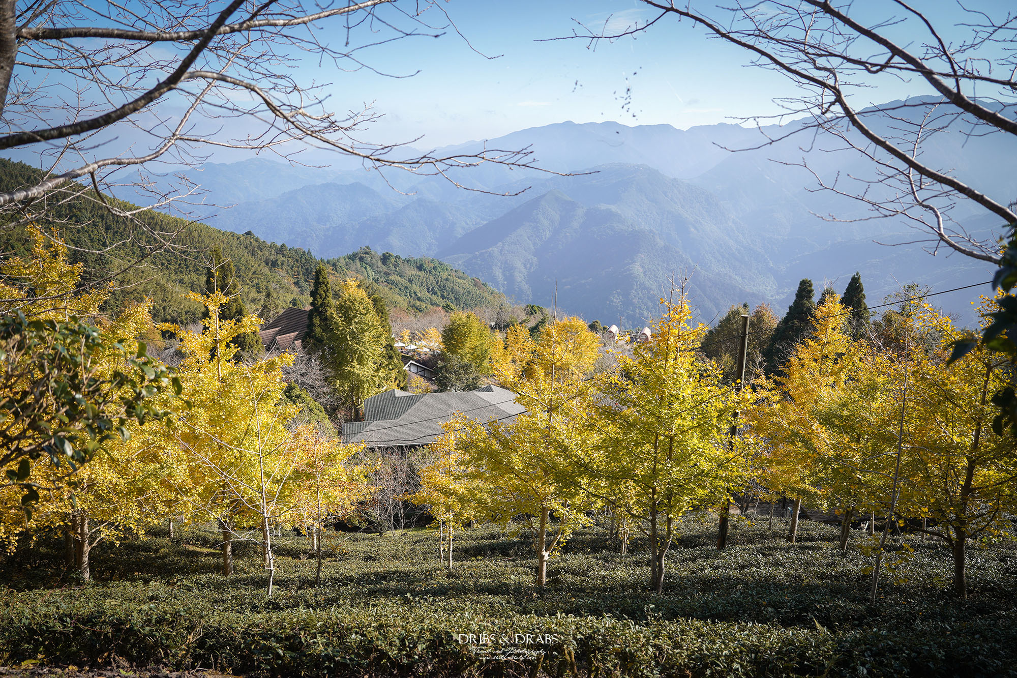 新竹山上人家森林農場銀杏季雲海季