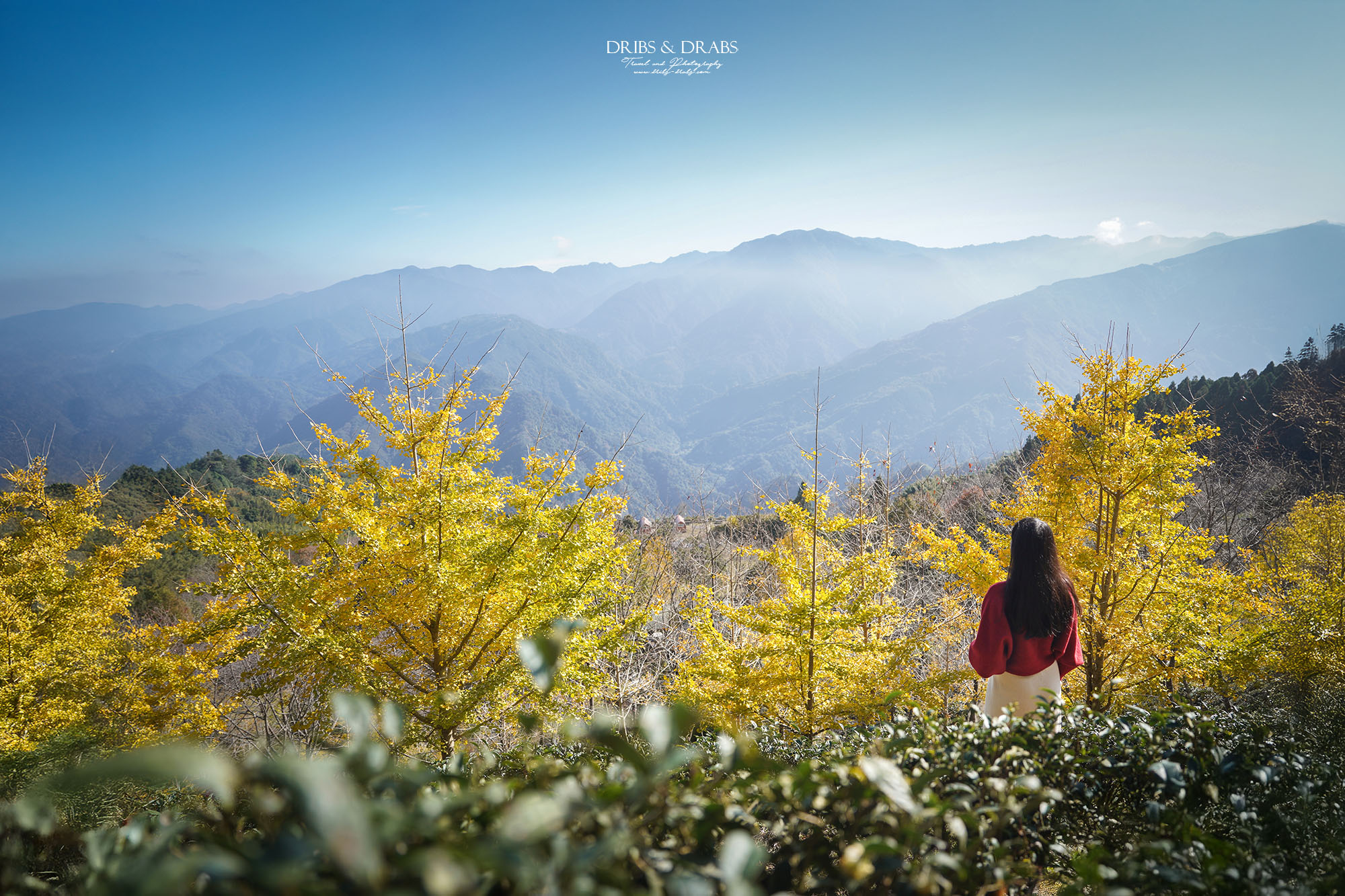 新竹山上人家森林農場銀杏季雲海季 新竹山上人家森林農場銀杏季雲海季