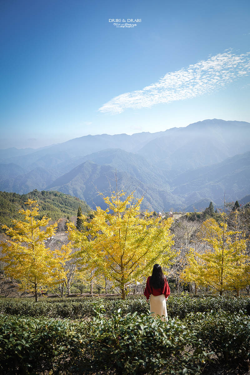 新竹山上人家森林農場銀杏季雲海季