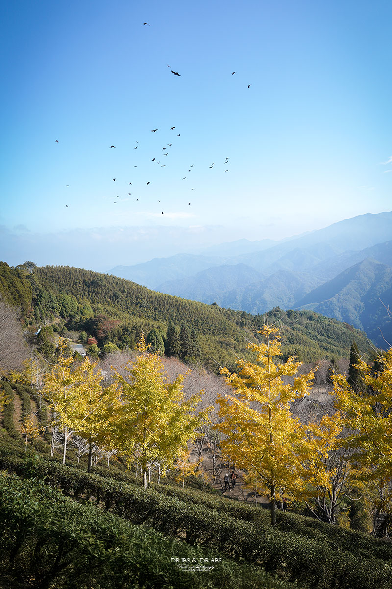 新竹山上人家森林農場銀杏季雲海季