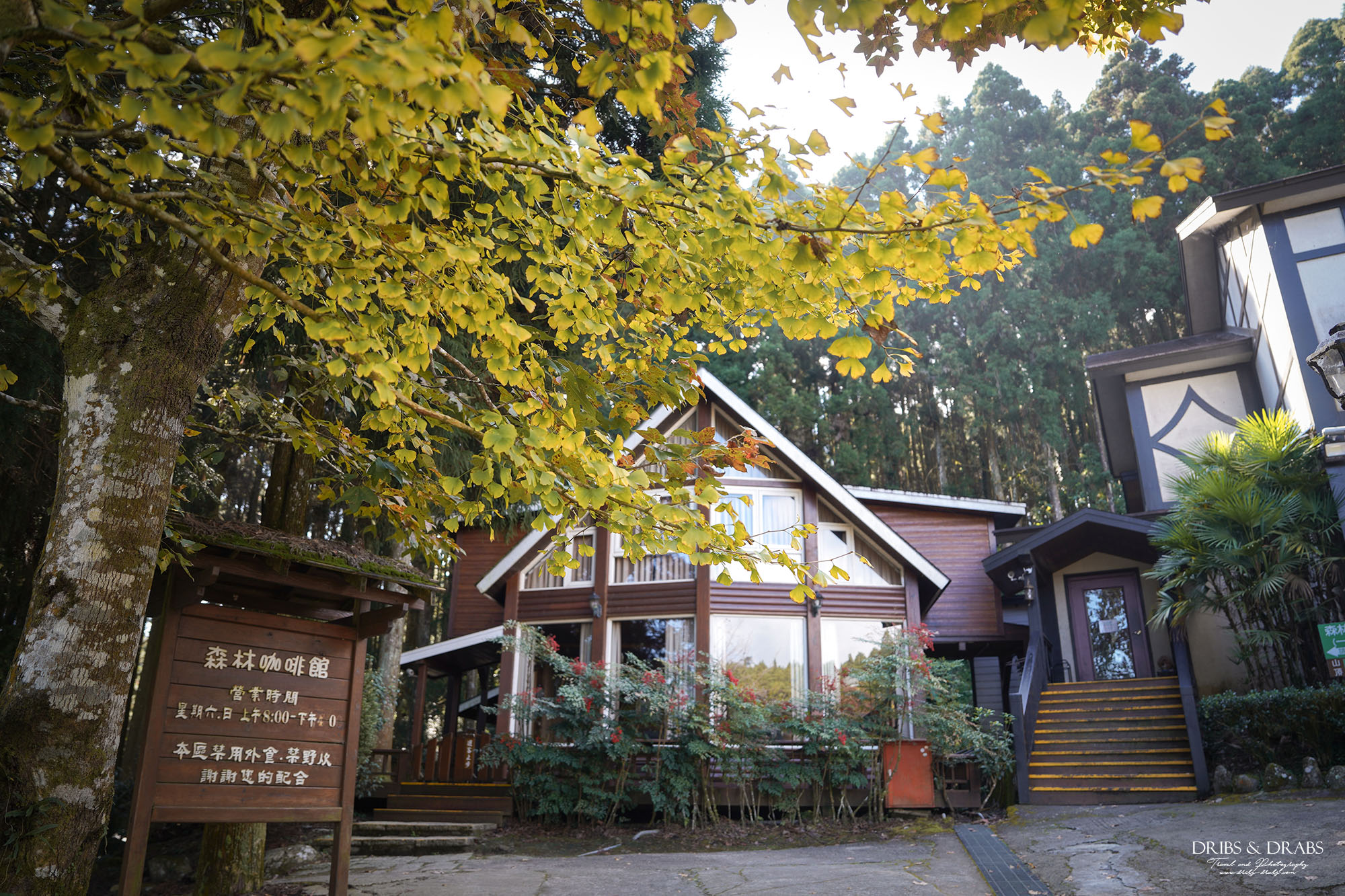 新竹山上人家森林農場銀杏季雲海季
