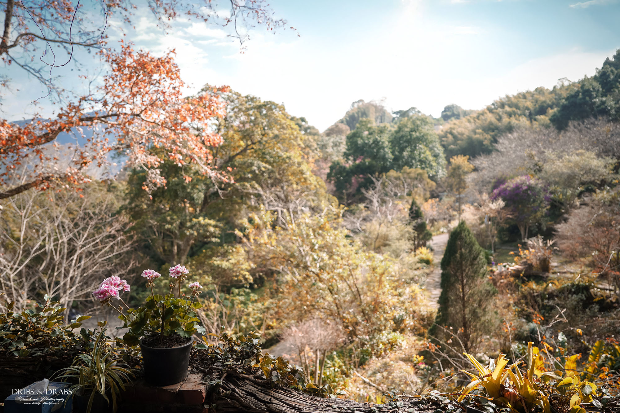 新竹尖石景觀餐廳推薦｜拉號花園咖啡廳 (原6號花園) 隱身山林的紅磚玻璃屋，彷彿走進精靈國度