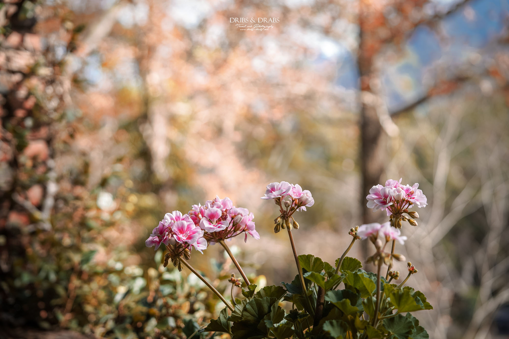 新竹尖石景觀餐廳推薦｜拉號花園咖啡廳 (原6號花園) 隱身山林的紅磚玻璃屋，彷彿走進精靈國度