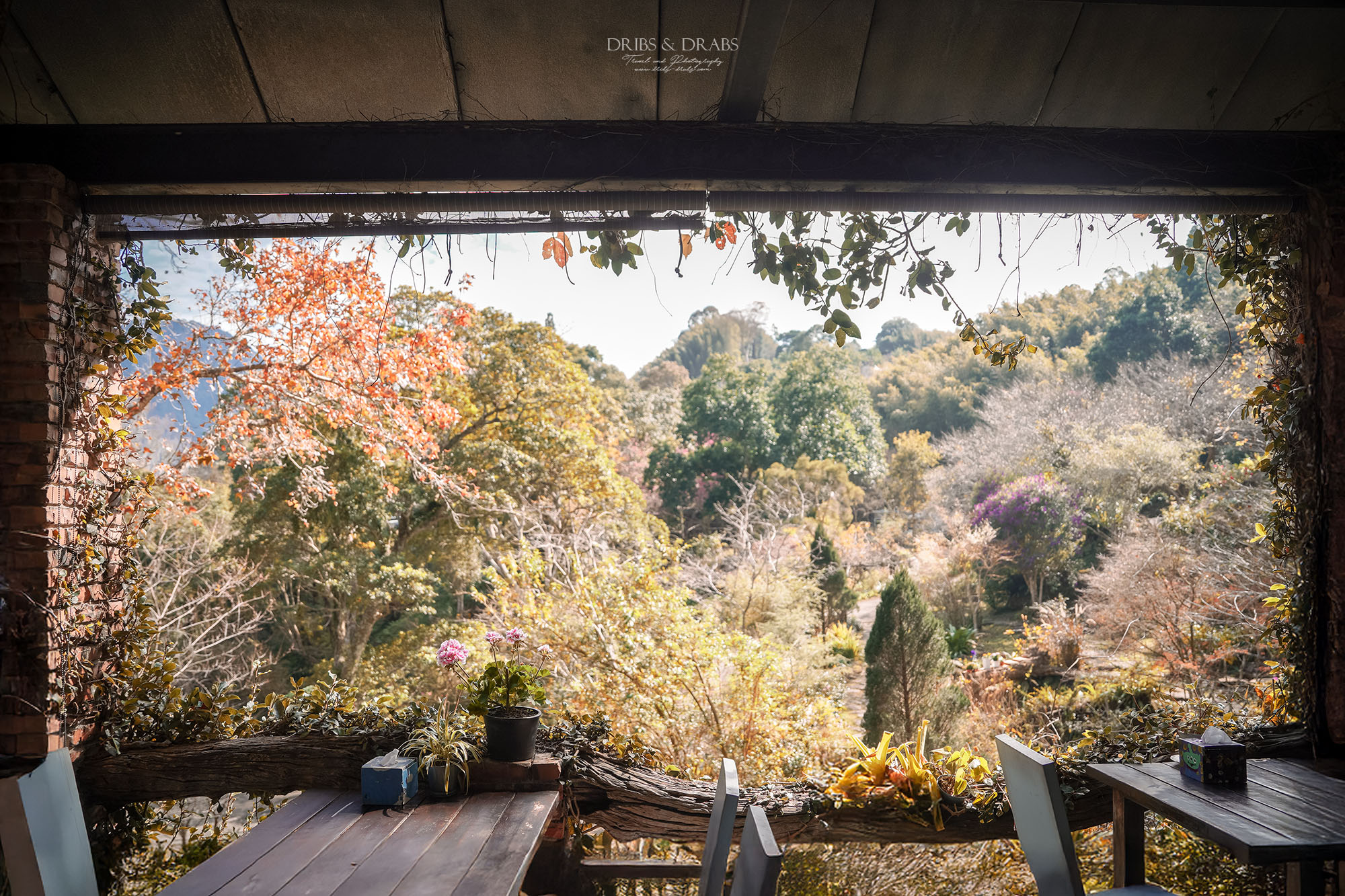 新竹尖石景觀餐廳推薦｜拉號花園咖啡廳 (原6號花園) 隱身山林的紅磚玻璃屋，彷彿走進精靈國度