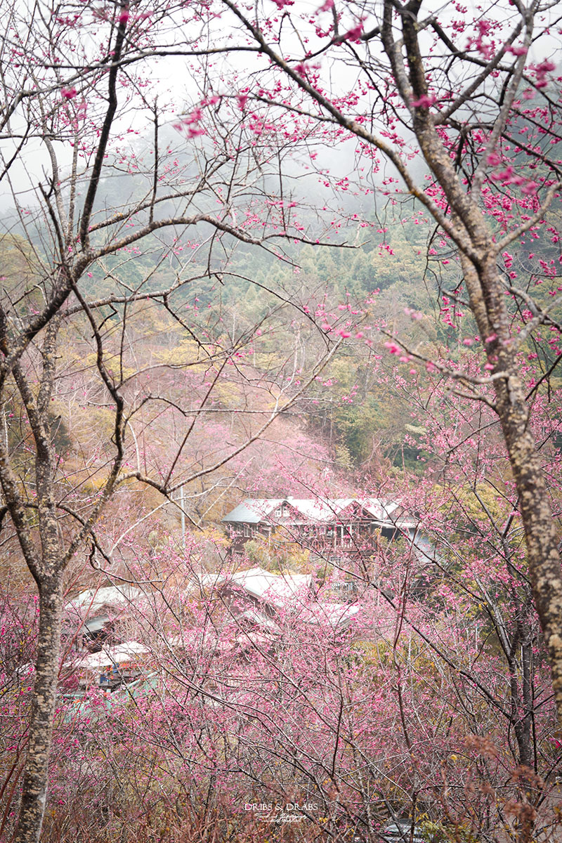 苗栗南庄碧絡角花園咖啡｜櫻花季限定賞櫻秘境，山林環繞的桃花源景觀餐廳