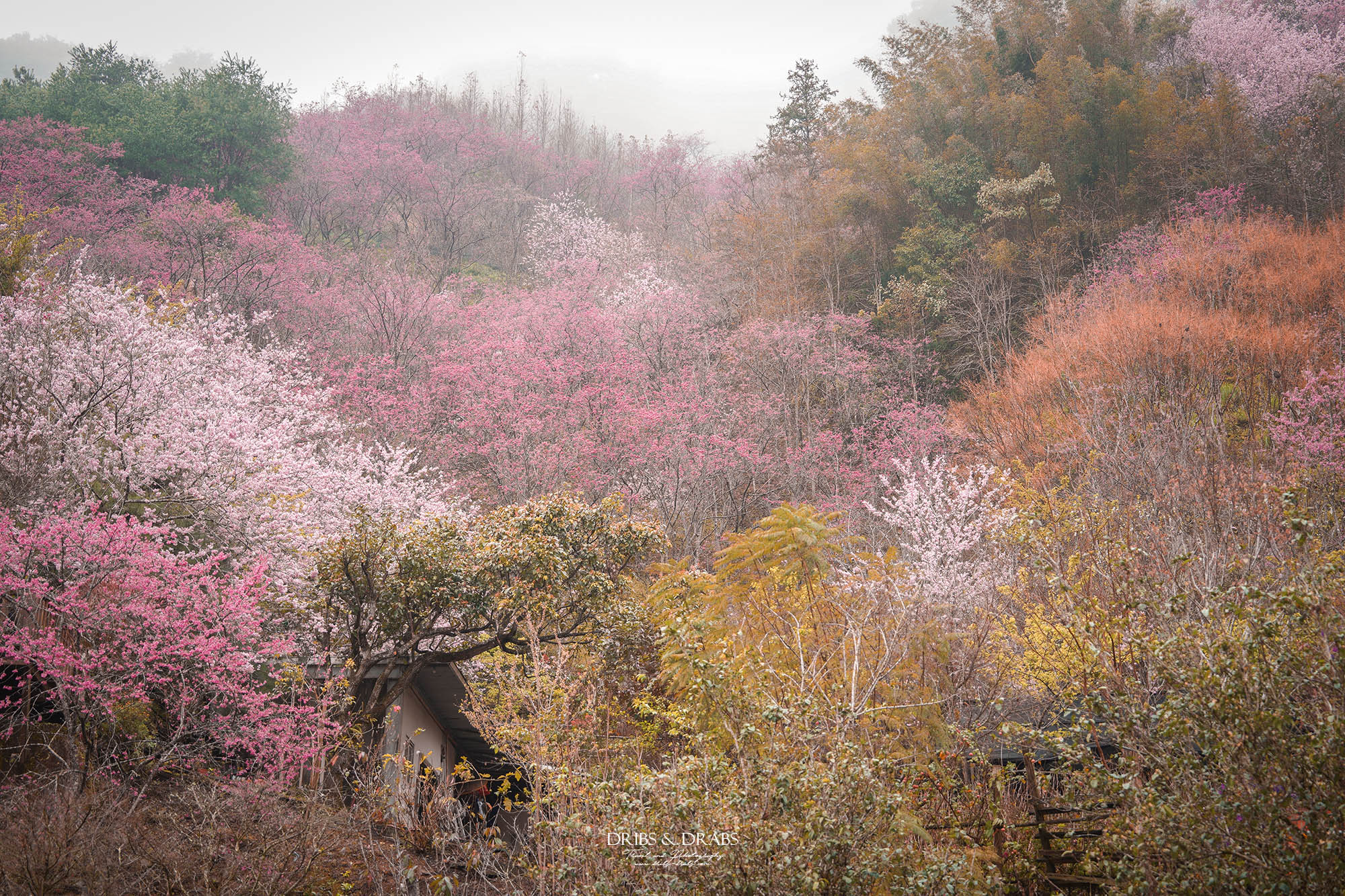 苗栗南庄碧絡角花園咖啡｜櫻花季限定賞櫻秘境，山林環繞的桃花源景觀餐廳