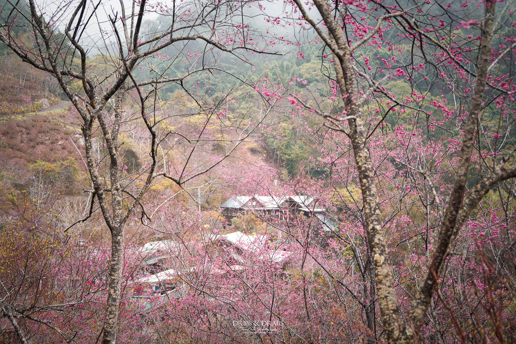 苗栗南庄碧絡角花園咖啡｜櫻花季限定賞櫻秘境，山林環繞的桃花源景觀餐廳