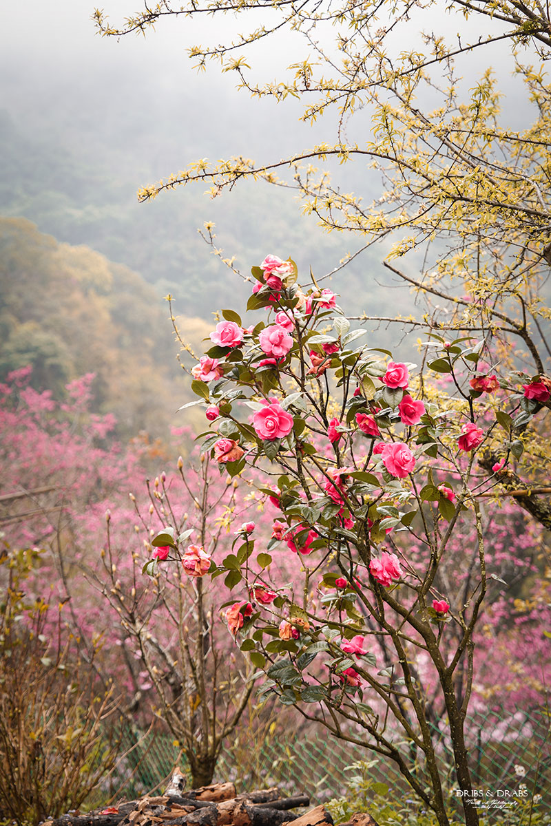 苗栗南庄碧絡角花園咖啡｜櫻花季限定賞櫻秘境，山林環繞的桃花源景觀餐廳