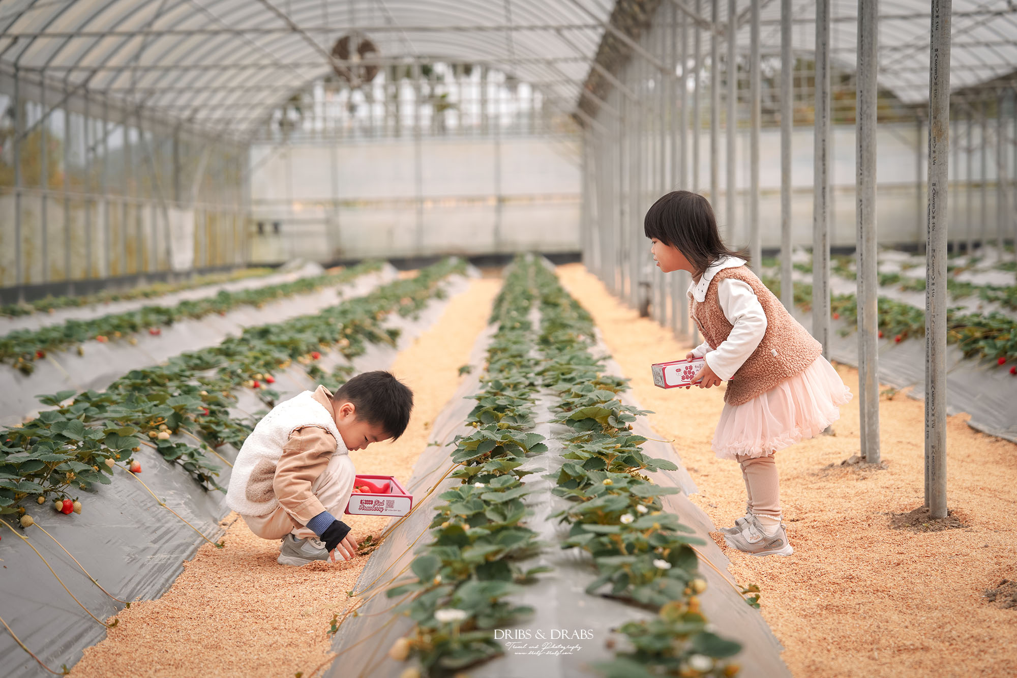 桃園大溪一日遊親子體驗推薦|採草莓DIY、農場披薩手作、木藝工坊與舊百吉隧道之春日行程 - 第13張圖 桃園大溪一日遊親子體驗推薦|採草莓DIY、農場披薩手作、木藝工坊與舊百吉隧道之春日行程