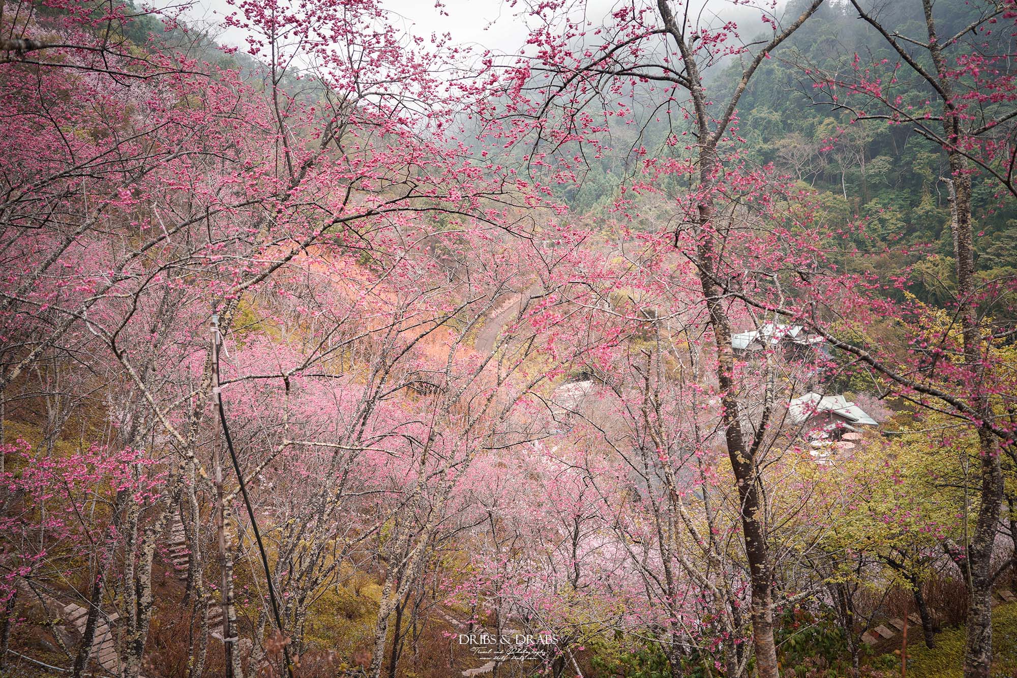 苗栗南庄碧絡角花園咖啡｜櫻花季限定賞櫻秘境，山林環繞的桃花源景觀餐廳