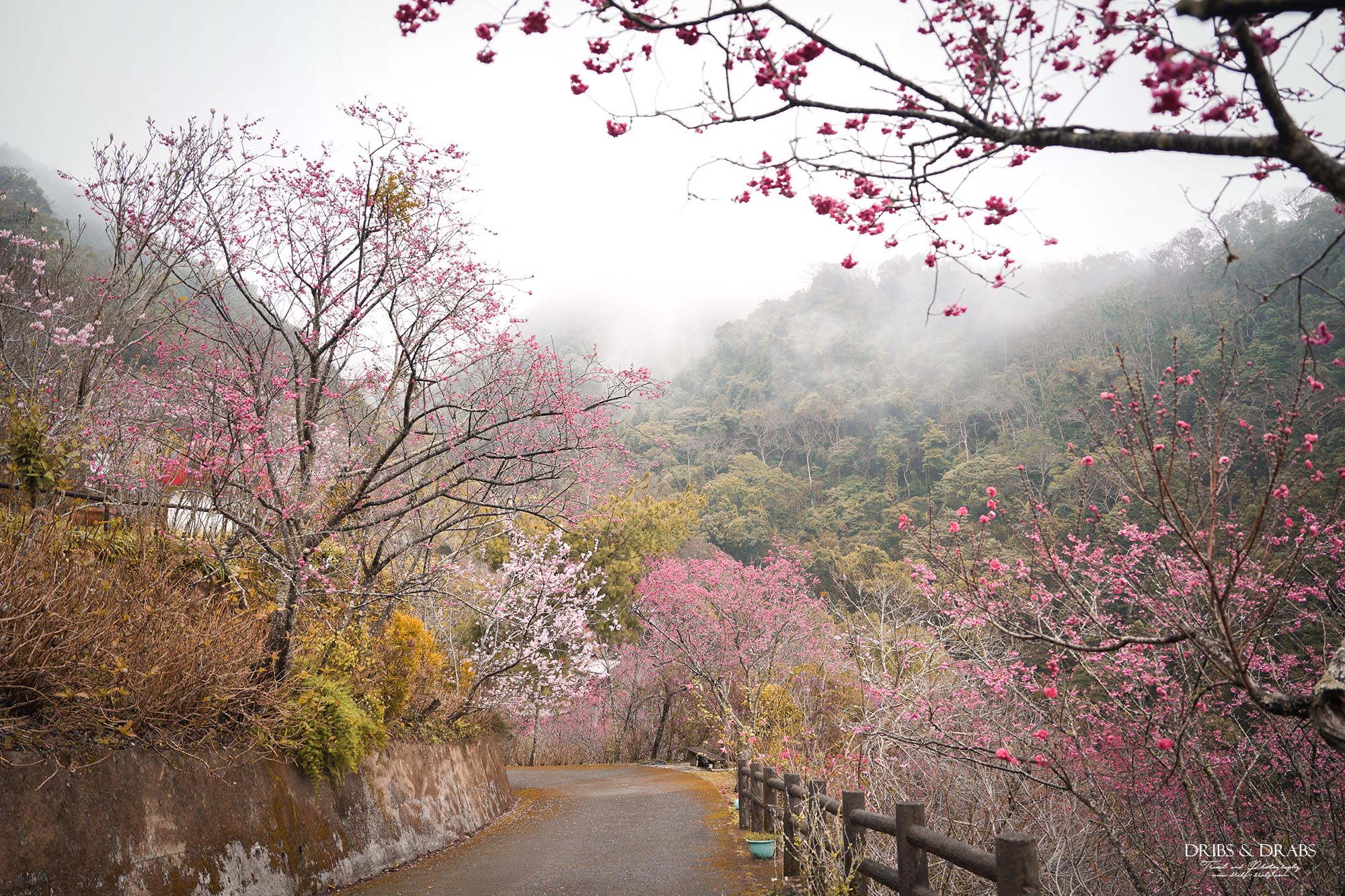 苗栗南庄碧絡角花園咖啡｜櫻花季限定賞櫻秘境，山林環繞的桃花源景觀餐廳