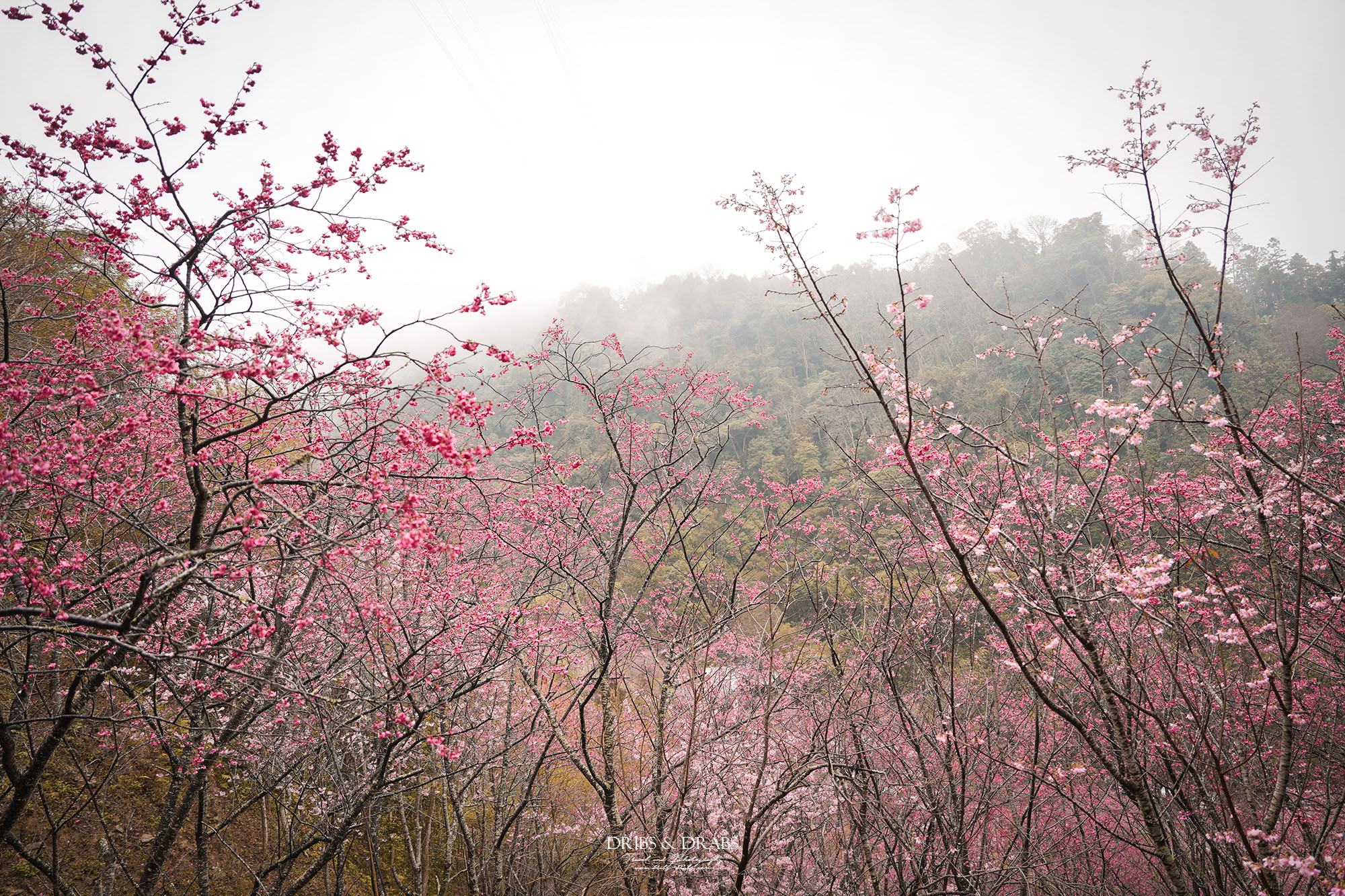 苗栗南庄碧絡角花園咖啡｜櫻花季限定賞櫻秘境，山林環繞的桃花源景觀餐廳