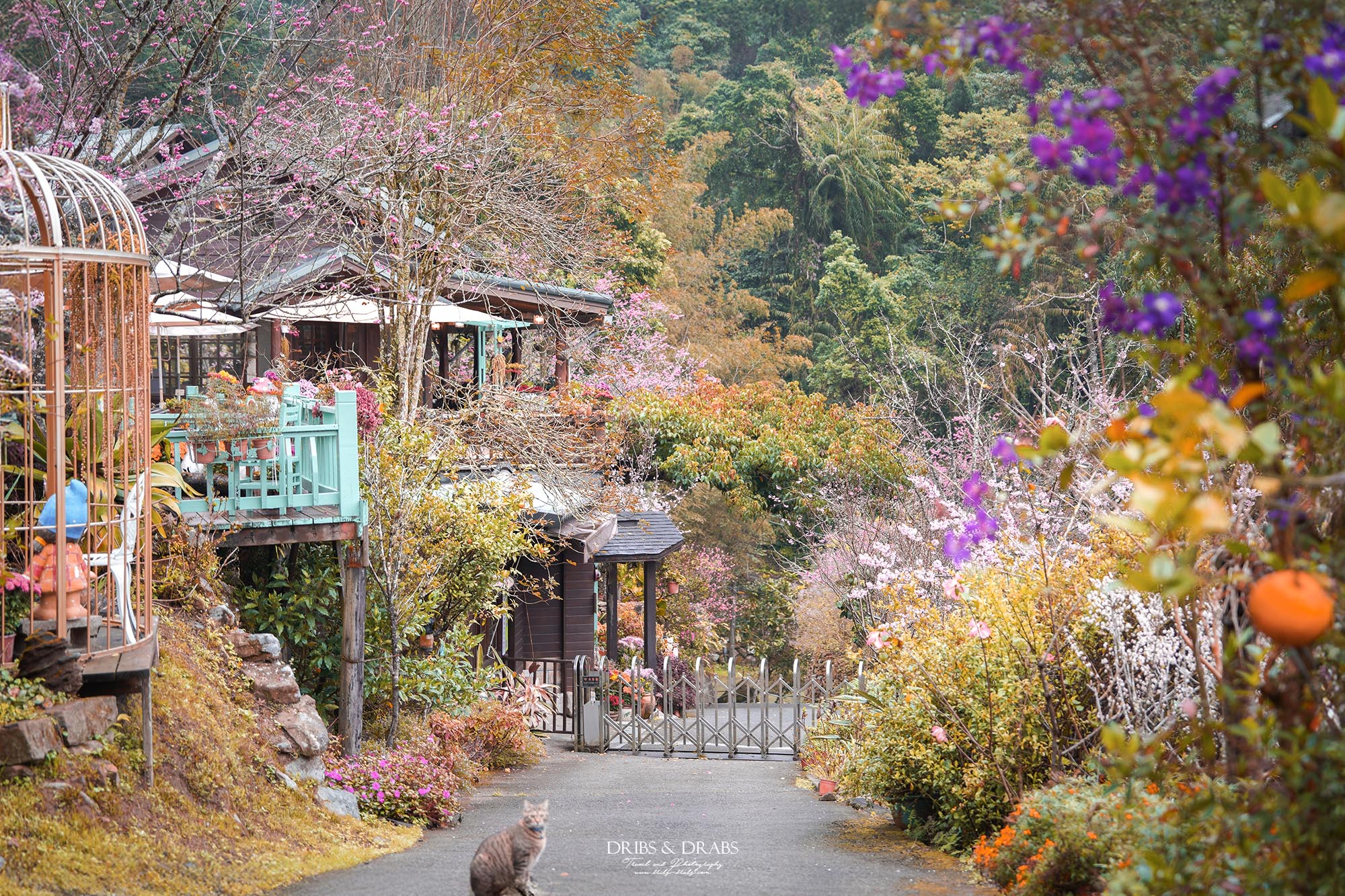 苗栗南庄碧絡角花園咖啡｜櫻花季限定賞櫻秘境，山林環繞的桃花源景觀餐廳