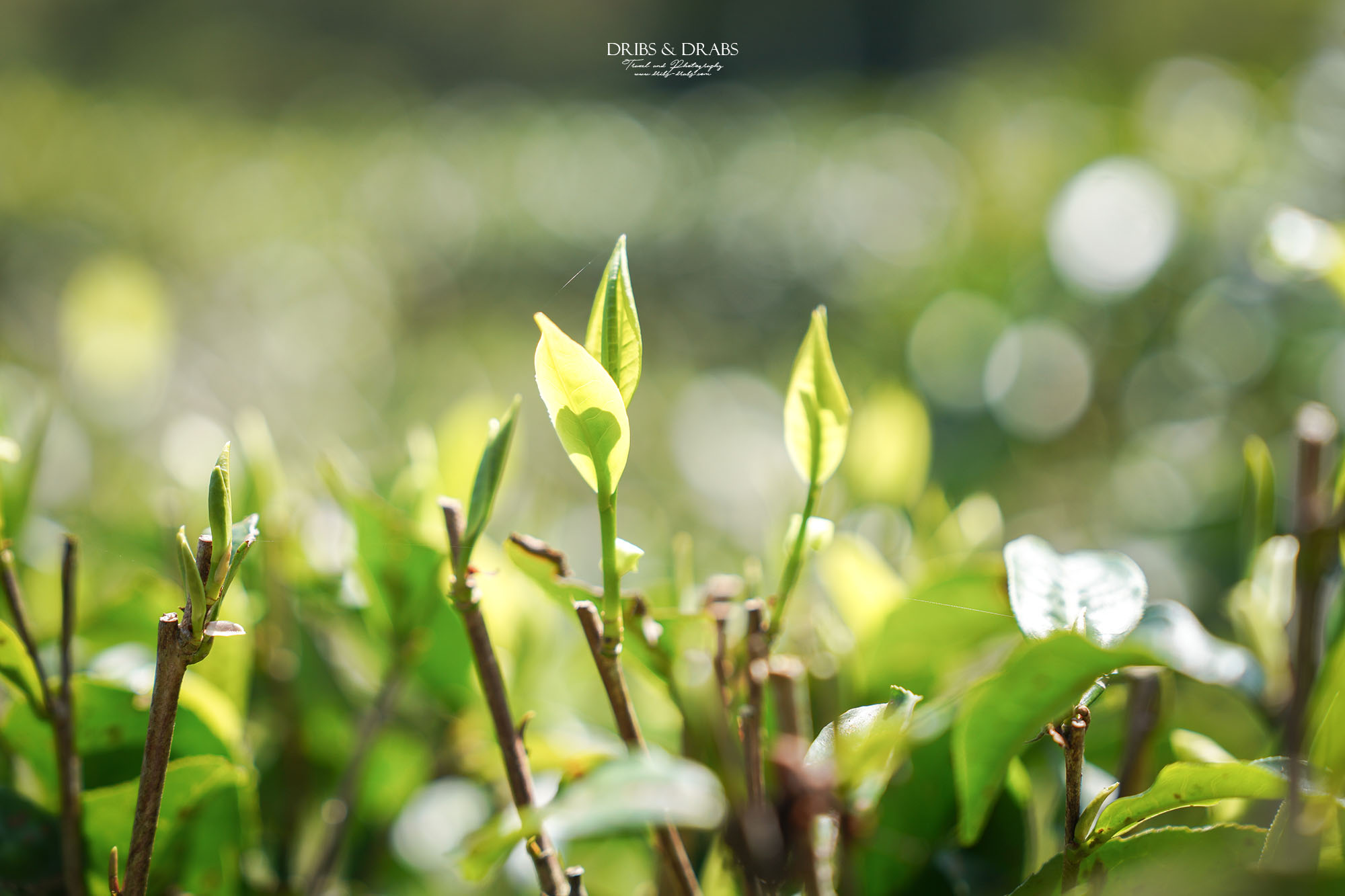 新竹尖石走走｜在雲霧繚繞的山林深處，探訪茶金和獵人黃藤的秘密