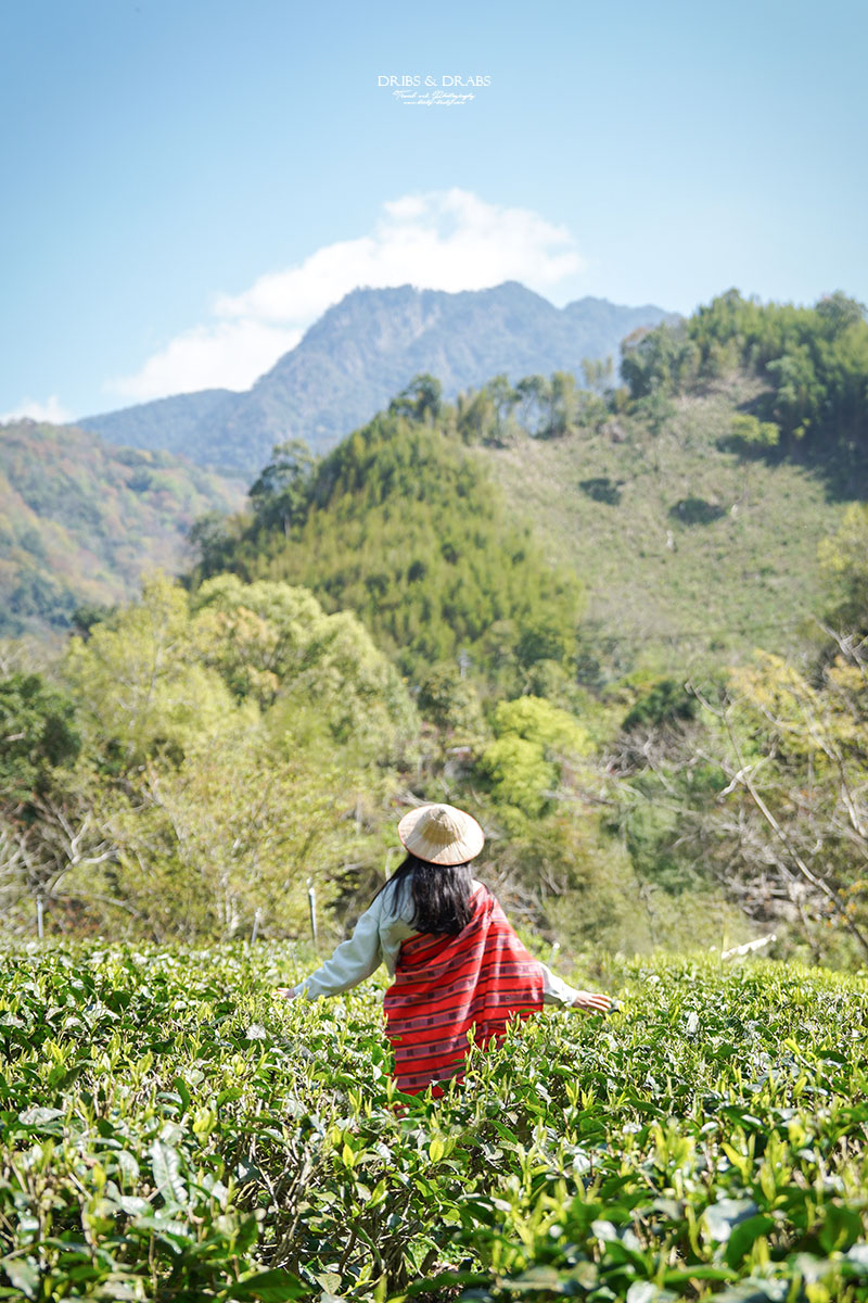 新竹尖石走走｜在雲霧繚繞的山林深處，探訪茶金和獵人黃藤的秘密