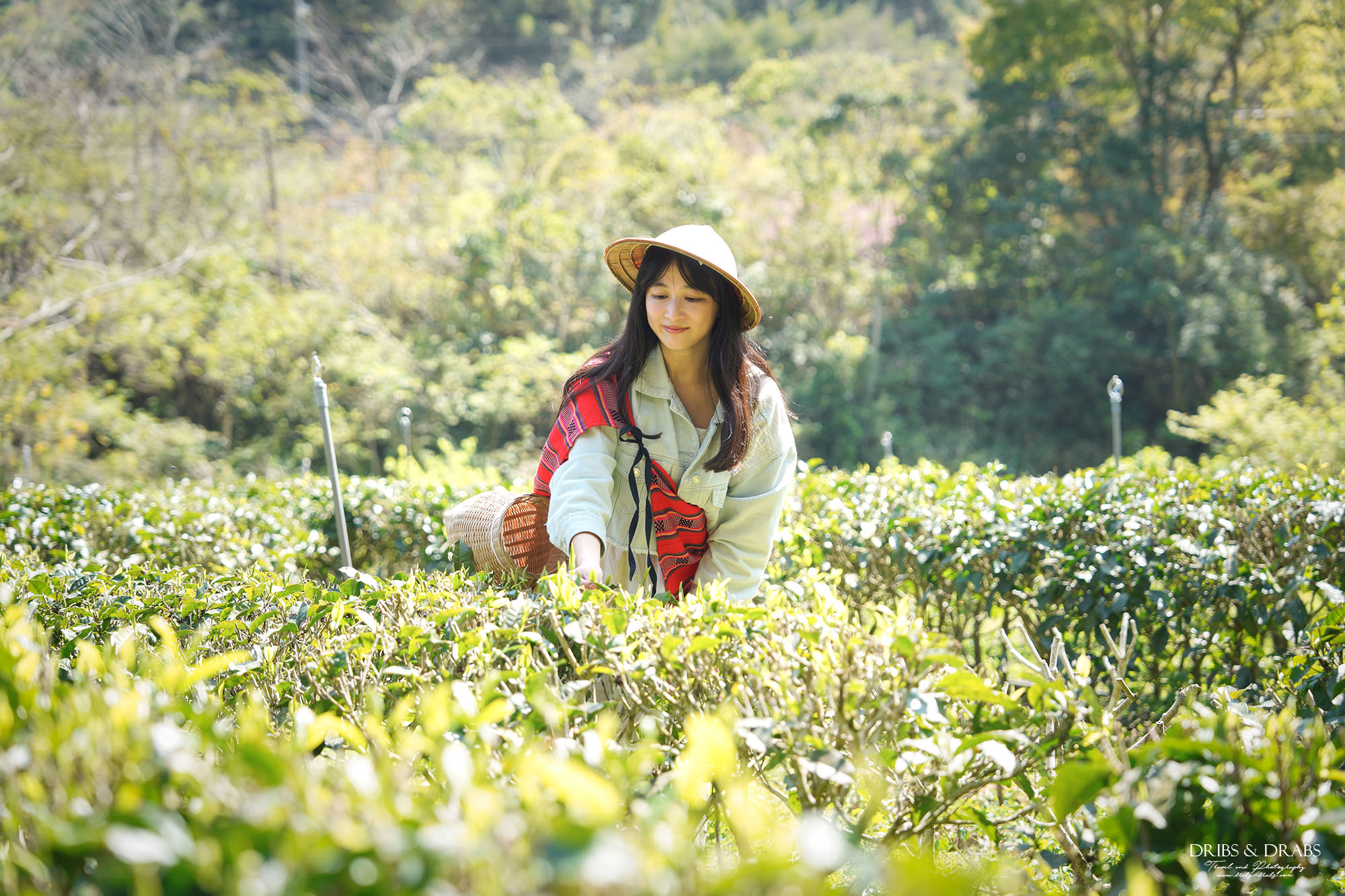 新竹尖石走走｜在雲霧繚繞的山林深處，探訪茶金和獵人黃藤的秘密