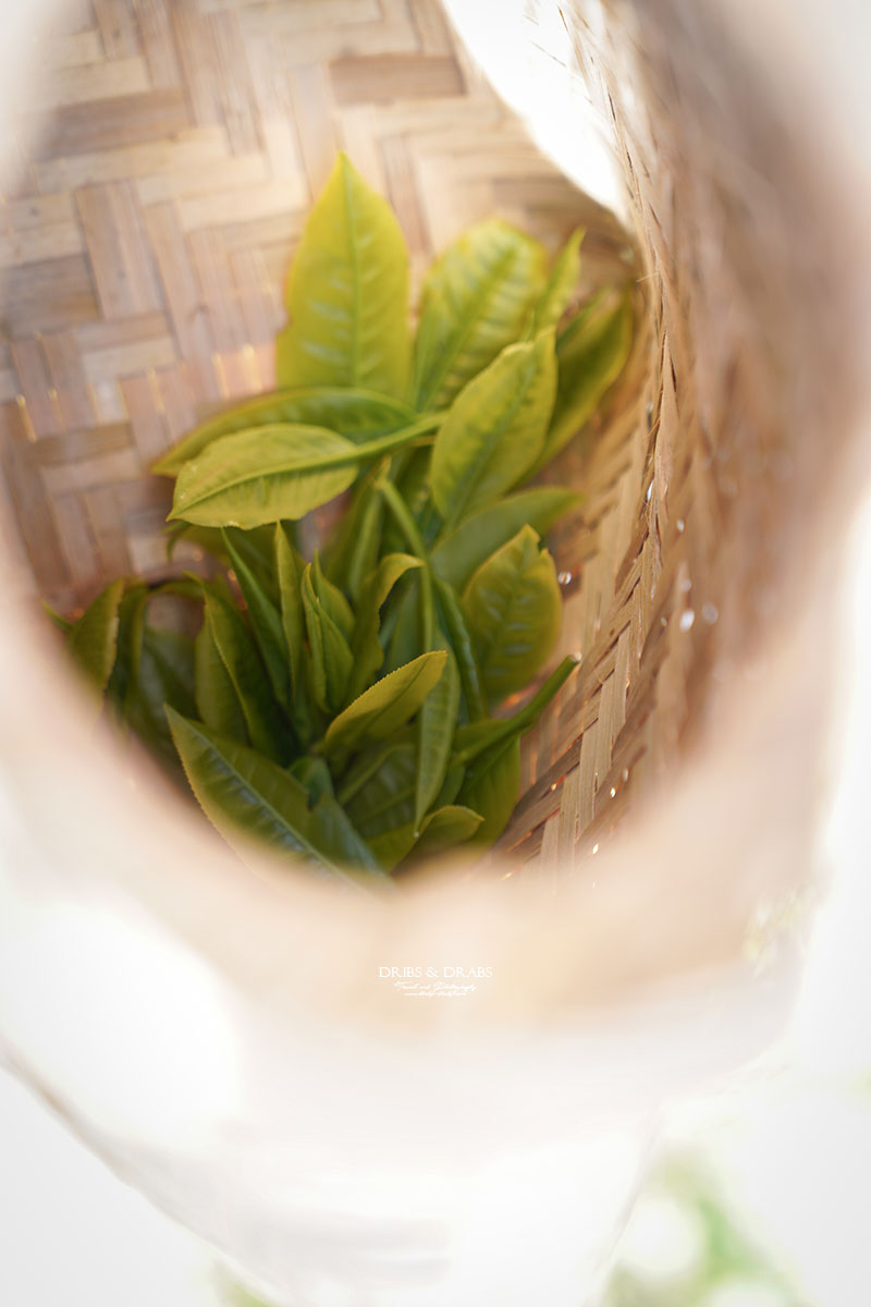 新竹尖石走走｜在雲霧繚繞的山林深處，探訪茶金和獵人黃藤的秘密