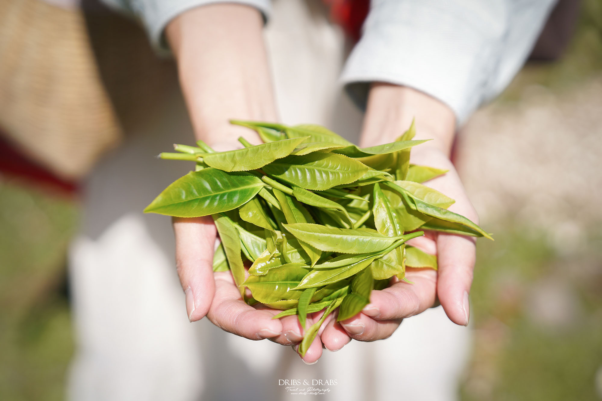 新竹尖石走走｜在雲霧繚繞的山林深處，探訪茶金和獵人黃藤的秘密
